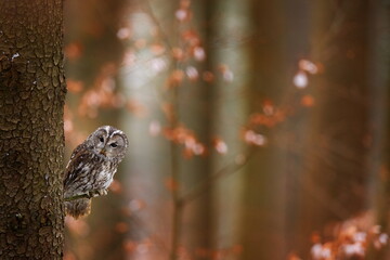 Tawny owl hidden in the fall wood, sitting on tree trunk in the dark forest habitat. Beautiful...