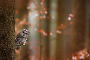 Poster Tawny owl hidden in the fall wood, sitting on tree trunk in the dark forest habitat. Beautiful animal in nature. Bird in the Germany forest. Autumn wildlife in the Forrest. Orange leaves with bird. © ondrejprosicky