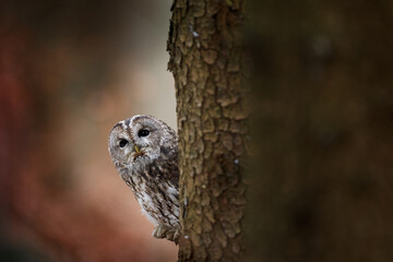 Tawny owl hidden in the fall wood, sitting on tree trunk in the dark forest habitat. Beautiful...