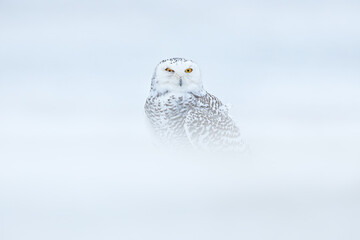 Kalter Winter. Schneeeule, die auf dem Schnee im Lebensraum sitzt. Weißer Winter mit nebelhaftem Vogel. Szene der wild lebenden Tiere von der Natur, Manitoba, Kanada. Eule auf der weißen Wiese, Tierverhalten.