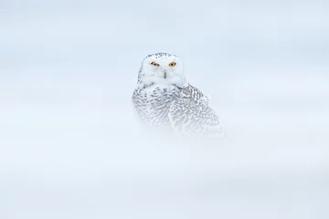 Papier Peint photo Gris Hiver froid. Harfang des neiges assis sur la neige dans l& 39 habitat. Hiver blanc avec oiseau brumeux. Scène de la faune de la nature, Manitoba, Canada. Hibou sur le pré blanc, comportement animal.