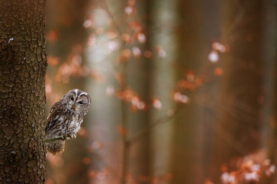 Tawny owl hidden in the fall wood, sitting on tree trunk in the dark forest habitat. Beautiful animal in nature. Bird in the Germany forest. Autumn wildlife in the Forrest. Orange leaves with bird. - Powered by Adobe