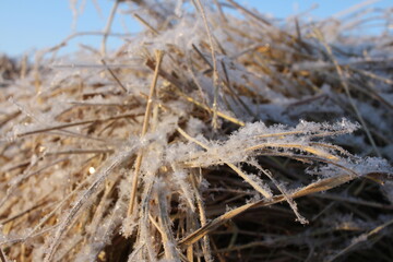 Fototapeta premium snow crystals, frost on the dry grass in the winter, sparkle snow