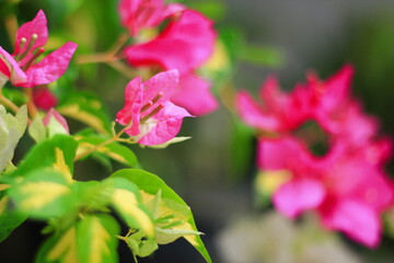pink flower
