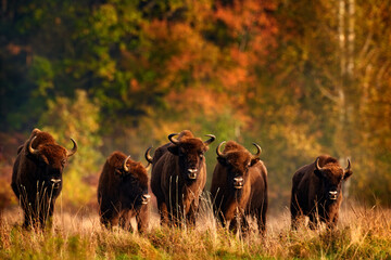 Bison herd in the autumn forest, sunny scene with big brown animal in the nature habitat, yellow...