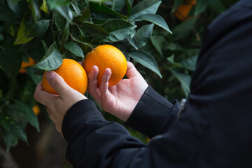 Close up of hands picking oranges, in orange farm.