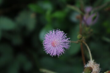 Thotta Sinungi
Sensitive plant is a low-growing plant, much-branched, prickly, perennial shrub about 15-100 cm tall. 