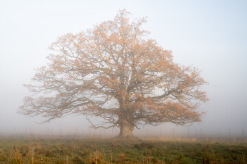 Obraz premium Meditation