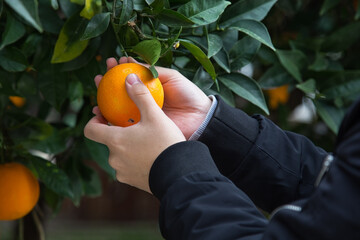 Close up of hands picking oranges, in orange farm.
