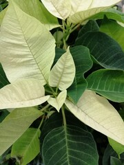 poinsettia of unusual yellow and white color.Christmas flower. 