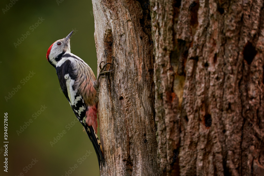 Wall mural Middle Spotted Woodpecker, Dendrocoptes medius, black and white bird with red cap sitting on the tree trunk in the forest, Bialowieza NP, Poland in Europe. Woodpecker in the nature habitat. - Wall murals