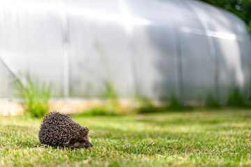 hedgehog in the grass