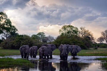 Khwai river with elephant herd.  Wildlife scene from nature. A herd of African elephants drinking at a waterhole lifting their trunks, Okavango delta, Moremi, Botswana, Africa.                      