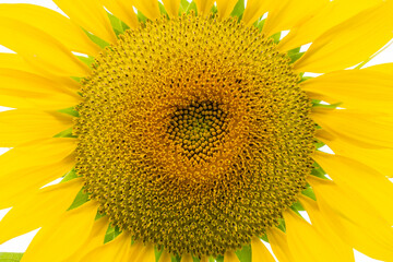 Naklejka premium a beautiful sunflower in the day
