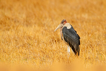 Marabou stork, Leptoptilos crumenifer, evening light, Okavango delta, Zambia in Africa. Wildlife,...