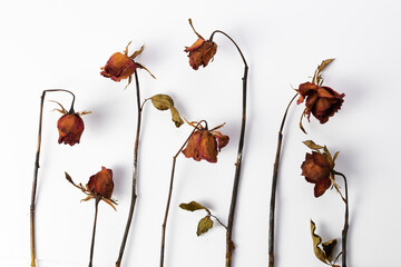 a beautiful dry rose on white background