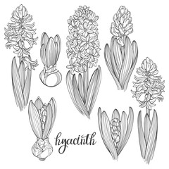 Hyacinth flowers isolated on a white background. Hand drawn vector illustration. Set of first spring flowers. Seven floral elements.
