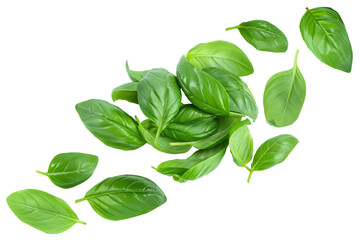 Fresh basil leaf isolated on white background. Top view. Flat lay