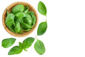 Fresh basil leaf in wooden bowl isolated on white background . Top view with copy space for your text. Flat lay