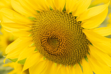 a beautiful sunflower in the day