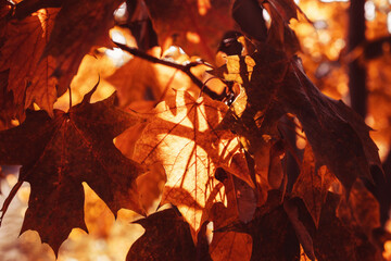 l golden autumn leaves on a tree in a park under warm october sun