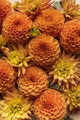 Closeup beautiful ginger dahlia flower buds pattern. Minimalistic floral background.