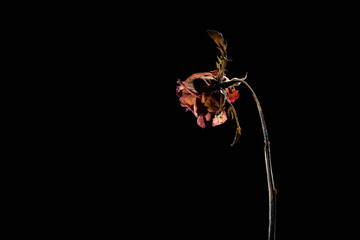 Dry roses in the shadows