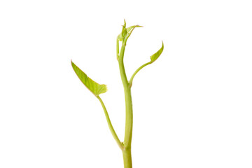 Morning glory has many nutrients that are beneficial to the body.