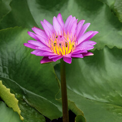 Lotus flowers grow well in natural water sources.