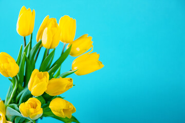 Yellow tulip on blue background  