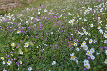 Fototapeta premium flower, nature