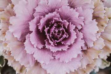 ornate abstract background with decorative flower fillet autumn cabbage