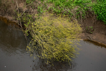 weeping willow leaning over the river top view