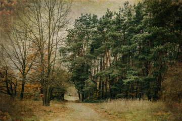  autumn forest landscape on gray november day