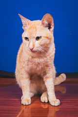 Obraz premium Portrait, cute ginger cat sitting at Blue background