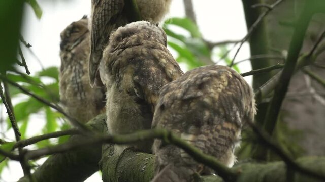 Close up of young long eared owl (Asio otus) group sitting and sleeping on dense branch deep in crown. Wildlife tranquil portrait footage of bird group of siblings in natural habitat background.