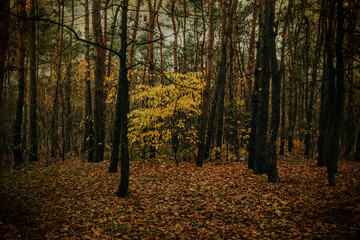 autumn forest landscape on gray november day