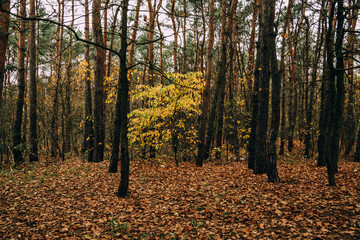  autumn forest landscape on gray november day