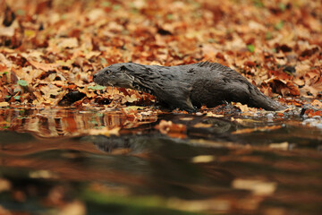 Otter on the shore in autumn leaves