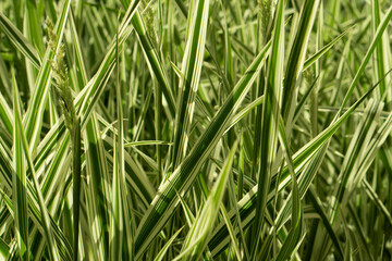 Fototapeta na wymiar Bright spring grass background. Nature abstract pattern. Green and white stripes.