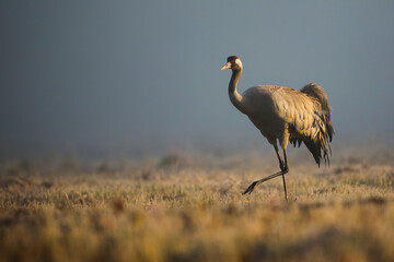 Obraz na płótnie Canvas common crane, grus grus, walking on meadow in autumn morning mist. Wild long legged bird marching on dry field. Grey animal with long neck moving on pasture.