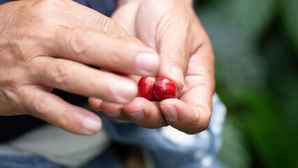 Fresh red coffee red cherry coffee bean in hands