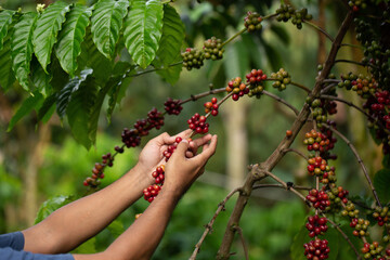 Close-Up Of Hand Holding Coffee Beans Growing On Coffee Tree.