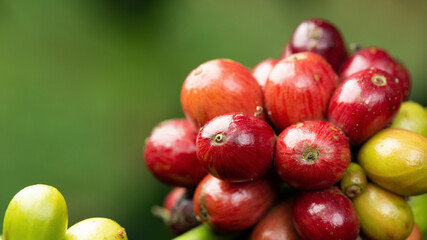 Coffee beans ripening, fresh coffee,red berry branch, industry agriculture on tree in North of thailand