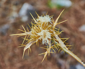 Dried flower Onopordum acanthium