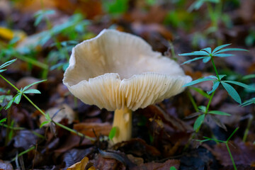 Big forest mushroom with an interesting texture. Fungus close up shot. Natural background. Perfect image for the blog posts. Grey forest toadstool with gill.