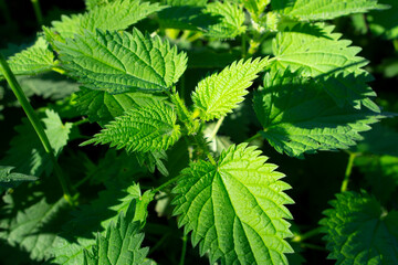 Fototapeta na wymiar Green background of young stinger leaves. Urtica dioica, often known as common nettle, stinging nettle (although not all plants of this species sting) or nettle leaf.