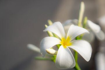Plumeria blooming know as Temple tree, Frangipani, Graveyard tree