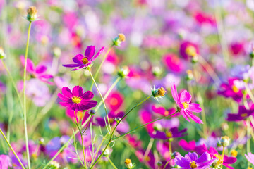 Obraz premium 秋晴れに美しく咲く秋桜