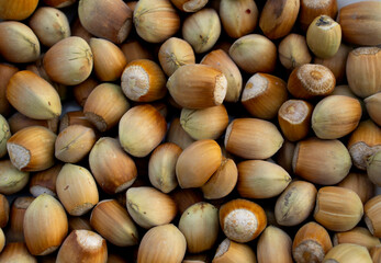 The hazelnut is the nut of the hazel and therefore includes any of the nuts deriving from species of the genus Corylus. It also is known as cobnut or filbert nut. Hazelnut background. 